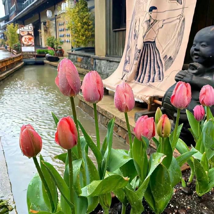 hình nền đẹp hoa tulip