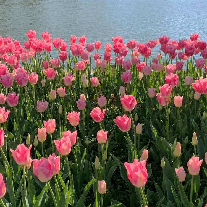 hình nền điện thoại hoa tulip