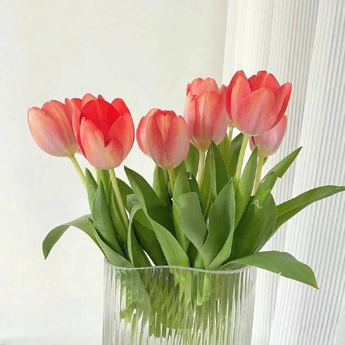 hình nền hoa tulip chill