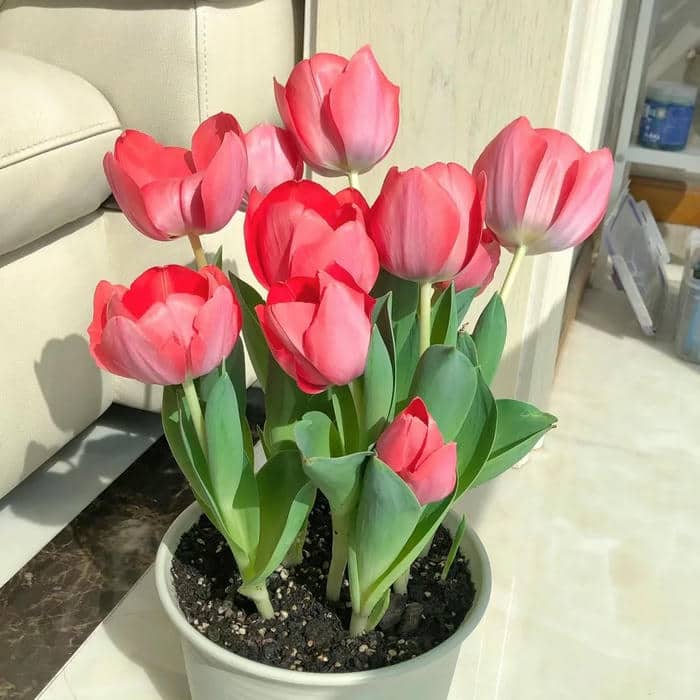 hình nền hoa tulip cho điện thoại