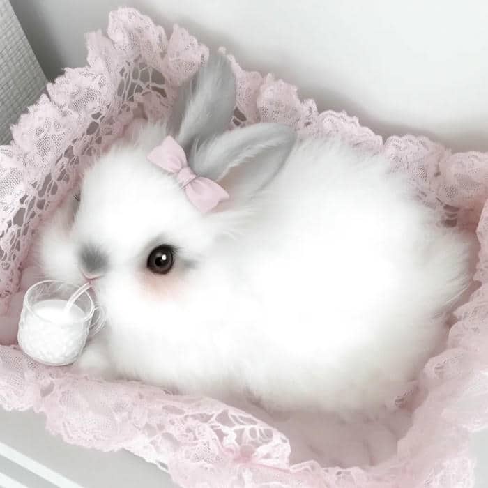 hình nền thỏ cute