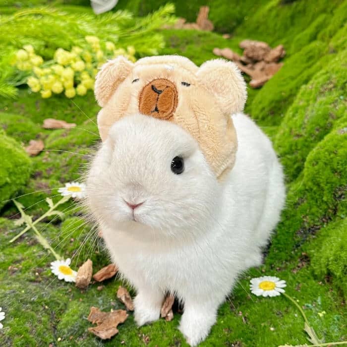hình thỏ chibi dễ thương