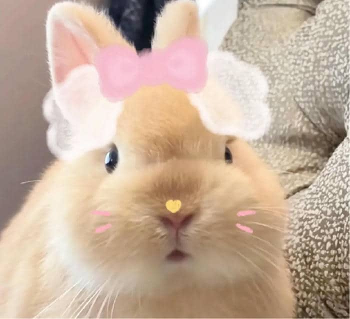 hình thỏ chibi