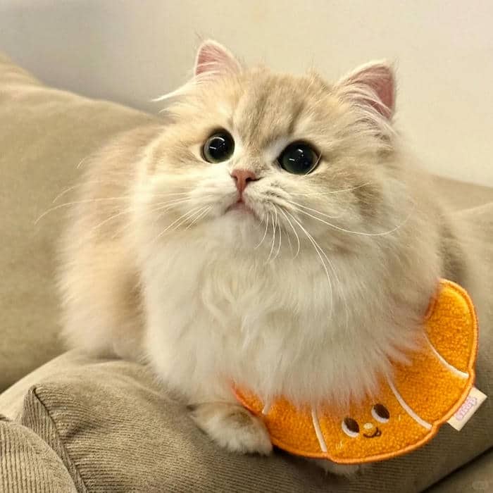 mèo avatar