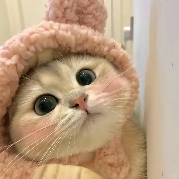 mèo avt
