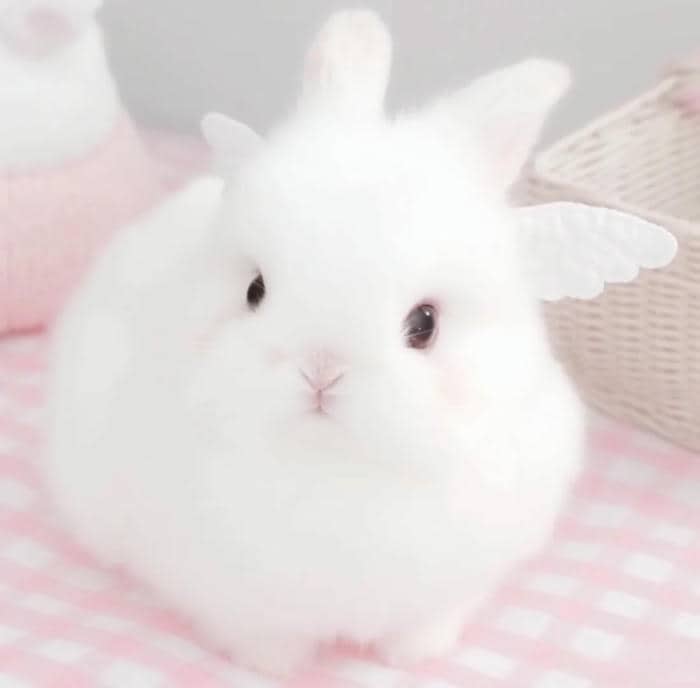thỏ chibi