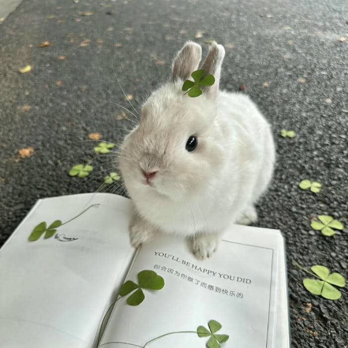 thỏ con cute