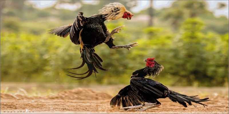 tong quan chi tiet ve nha cai kubet